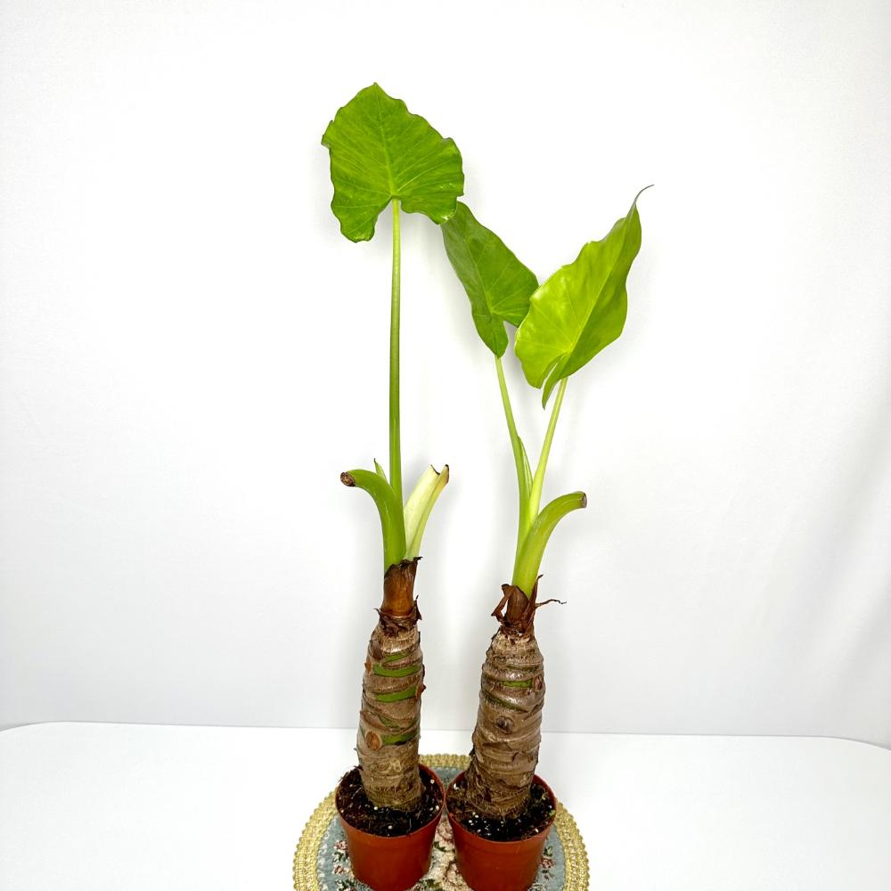 알로카시아 키우는법 번식 꽃 키우기