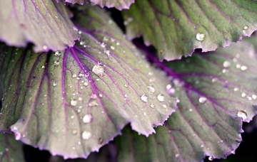곰보배추 파종시기와 거름 주는 방법 알아보기 1