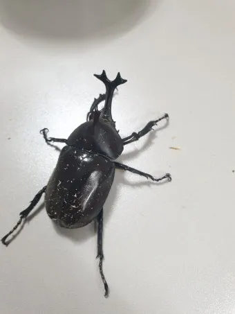 곤충 종류와 특징 생김새 습성 먹이 요약 정리_13