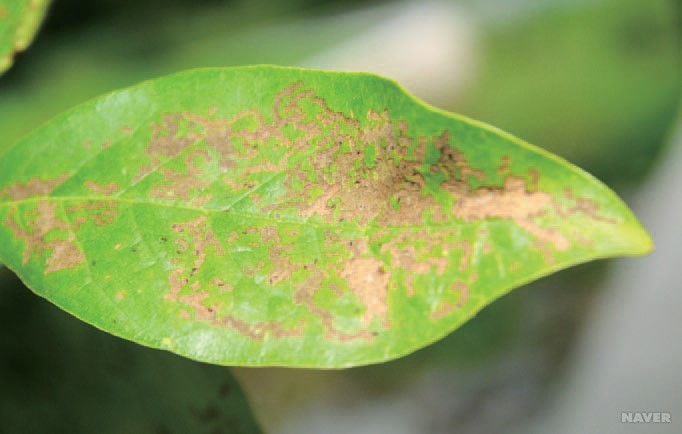 두점알벼룩잎벌레 피해흔적 앞면