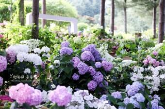 아침 고요 수목원 수국축제 