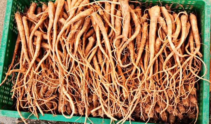 상자에 담겨있는 도라지