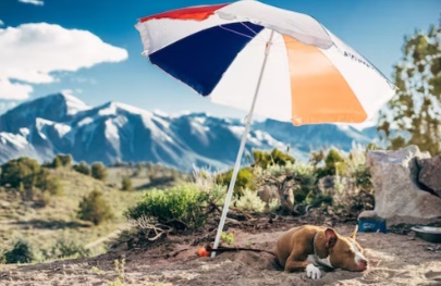 파라솔과강아지