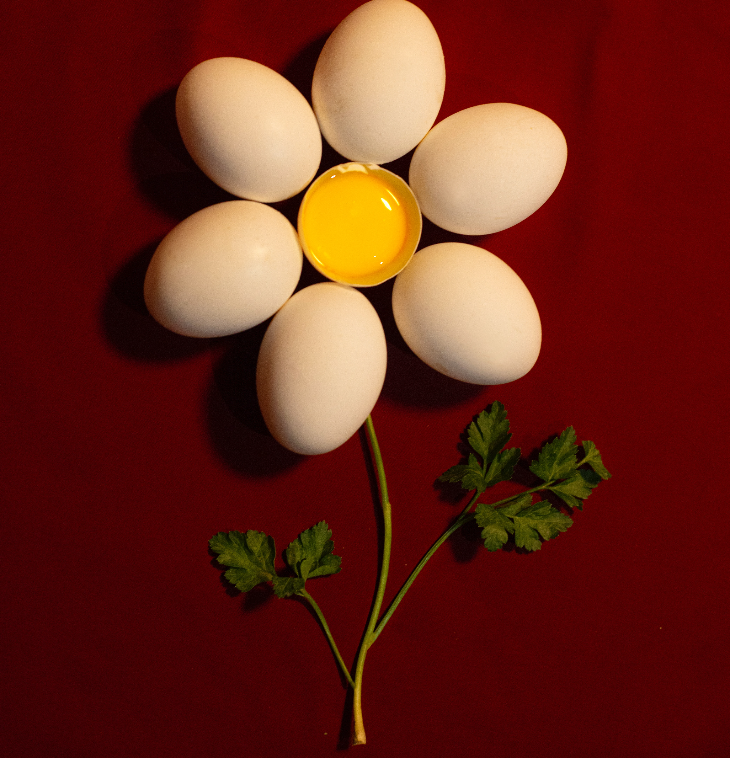 레시틴은 달걀 노른자에 많이 함유되어있다.