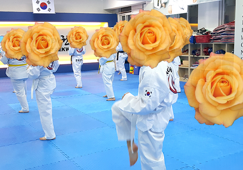 꽃보다 태권도: 장미