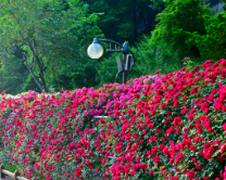 세종 베어트리파크 수목원 장미축제