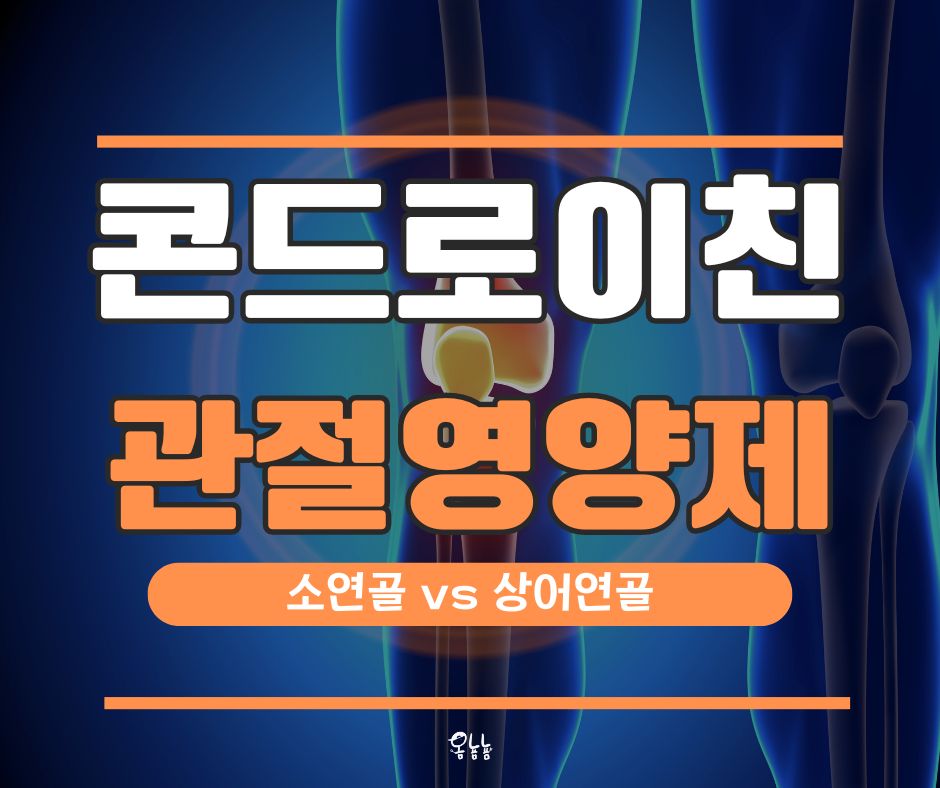 콘드로이친 효능
