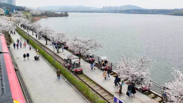 왕송호수공원 벚꽃
