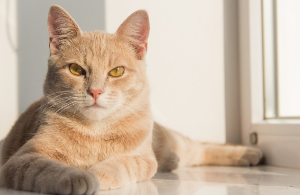 이쪽을 바라보는 갈색 호랑이 고양이