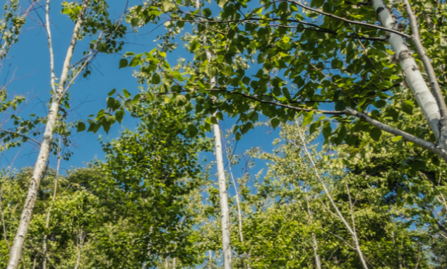 가을단풍명소-화담숲-풍경