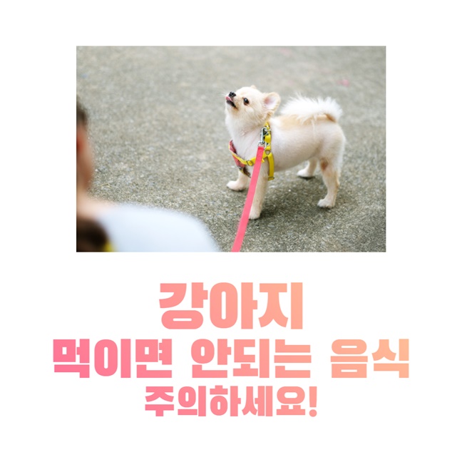 강아지 먹이면 안되는 음식