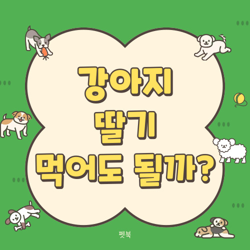 강아지 딸기 먹어도 될까요?