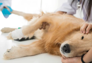 강아지 중성화 수술/출처:어도비스톡