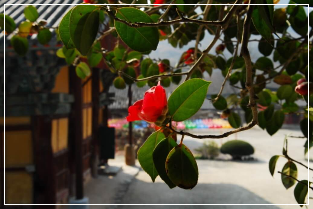 고창 가볼만한곳 베스트10 선운산도립공원