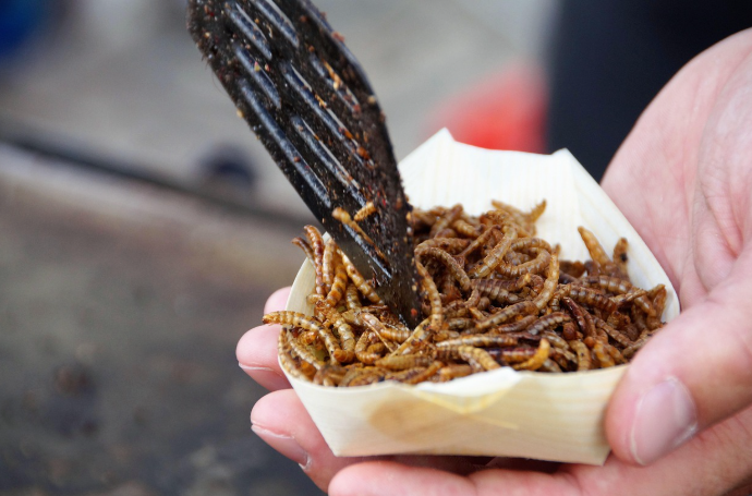 곤충 단백질 &ndash; 미래 식량 혁명과 지속 가능한 단백질 공급