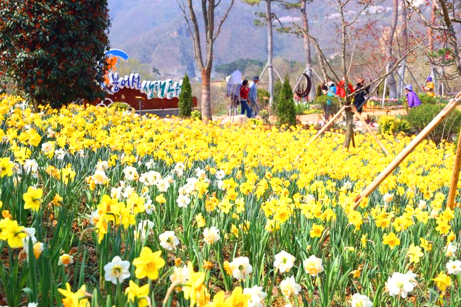 옥정호 벚꽃축제