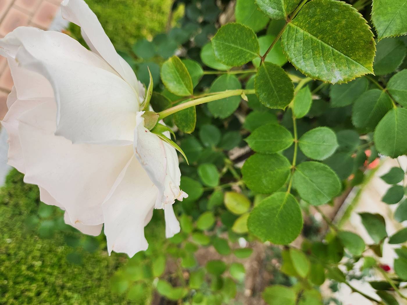 덩굴장미 로코코 Rokoko