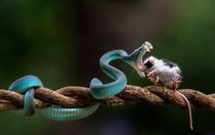 푸른-뱀이-나무가지-위에서-연약한-새끼-새를-한입에-삼키려고하는-모습