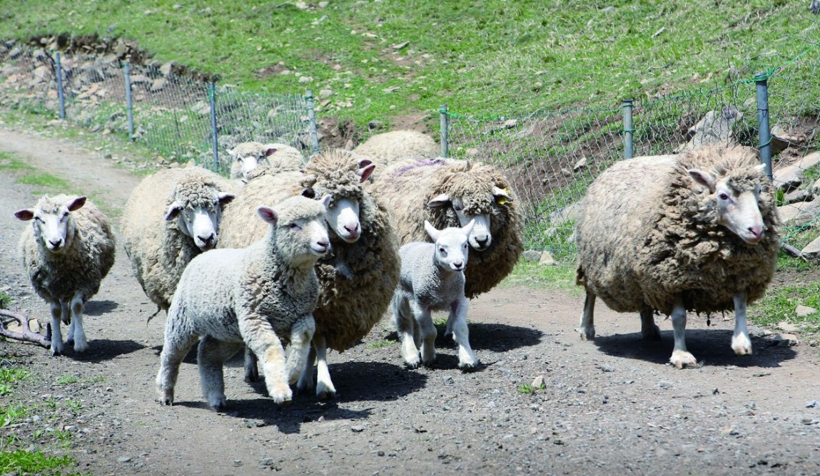 무등산 양떼 목장(11)