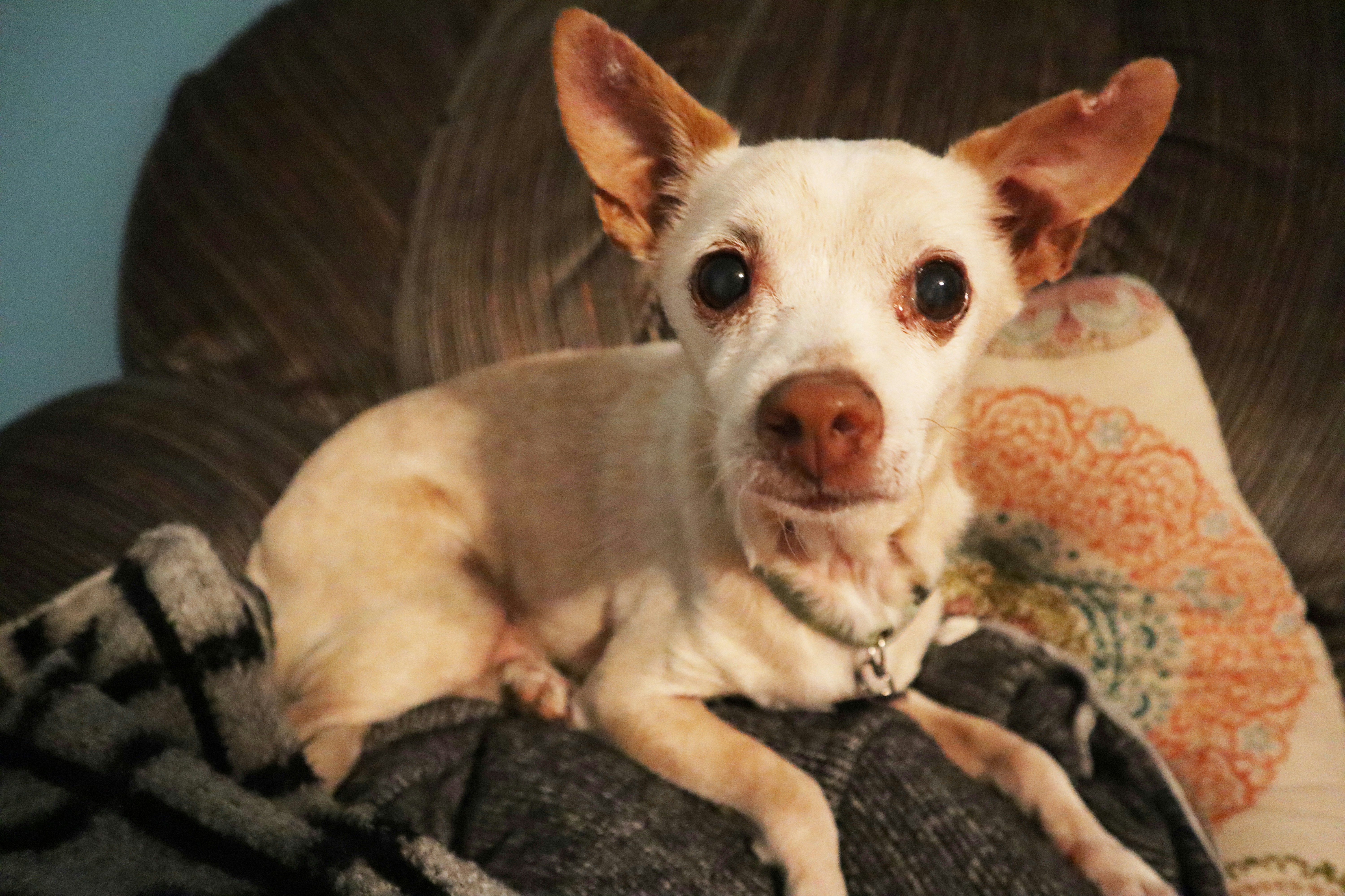 노령견이 지내기 좋은 환경