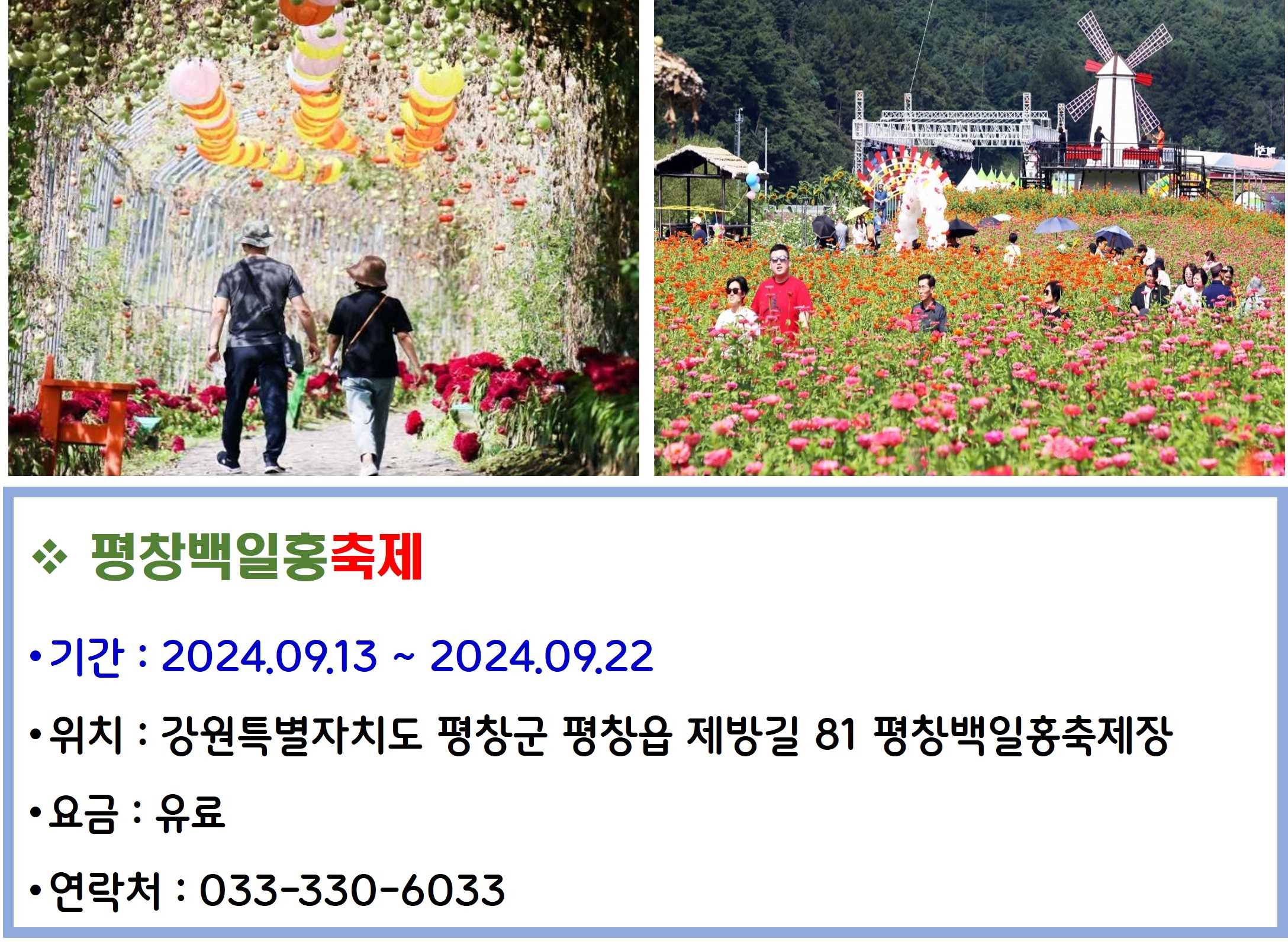 평창백일홍축제