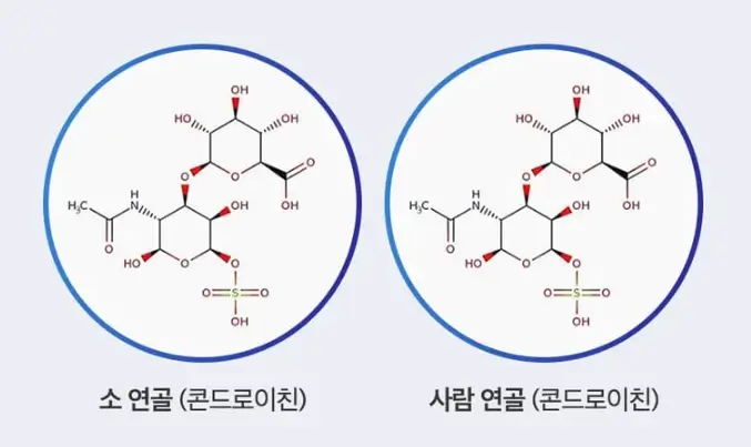 콘드로이친-소연골과-사람연골