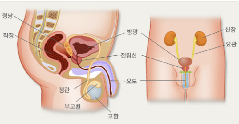 전립선 비대증