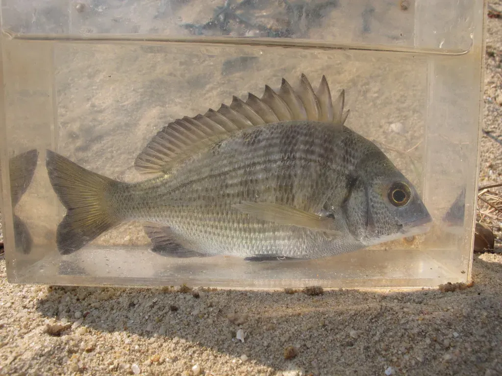 압해도 장감리 감성돔 포인트 소개와 혼자하는 낚시의 즐거움 완벽 낚시 가이드_6