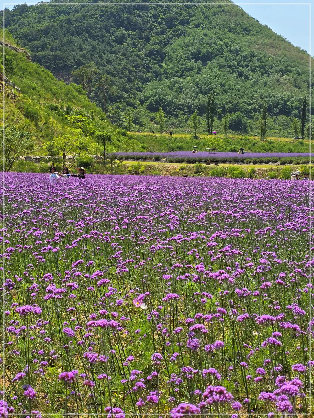 보라색꽃밭_산_나무_하늘_사진찍는사람들