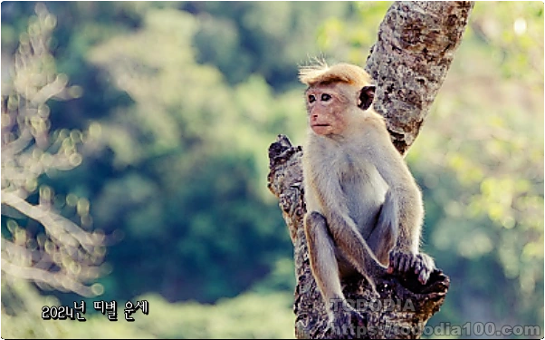원숭이띠 운세