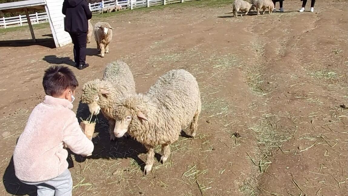 양우리안-건초주기