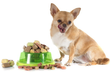 산더미 같은 먹이를 먹고 있는 치와와.