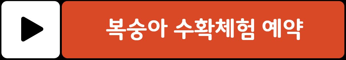 세종 조치원 복숭아축제