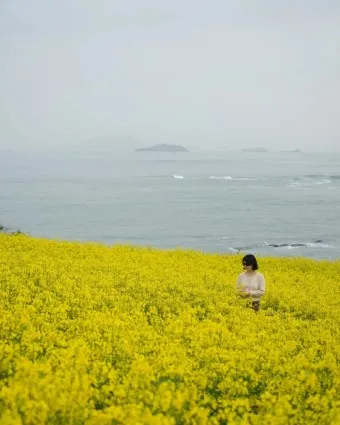 부안 수성당 유채꽃 히든스팟 개화시기_21