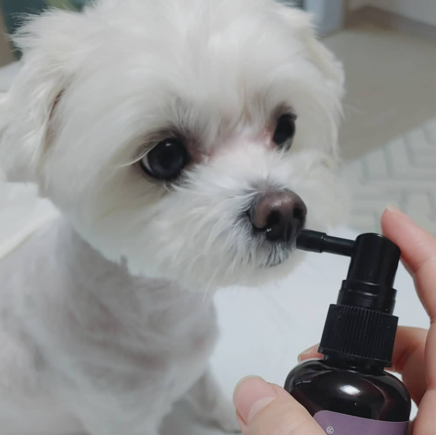 강아지 치석, 왜 생기고 어떻게 제거해야 할까?