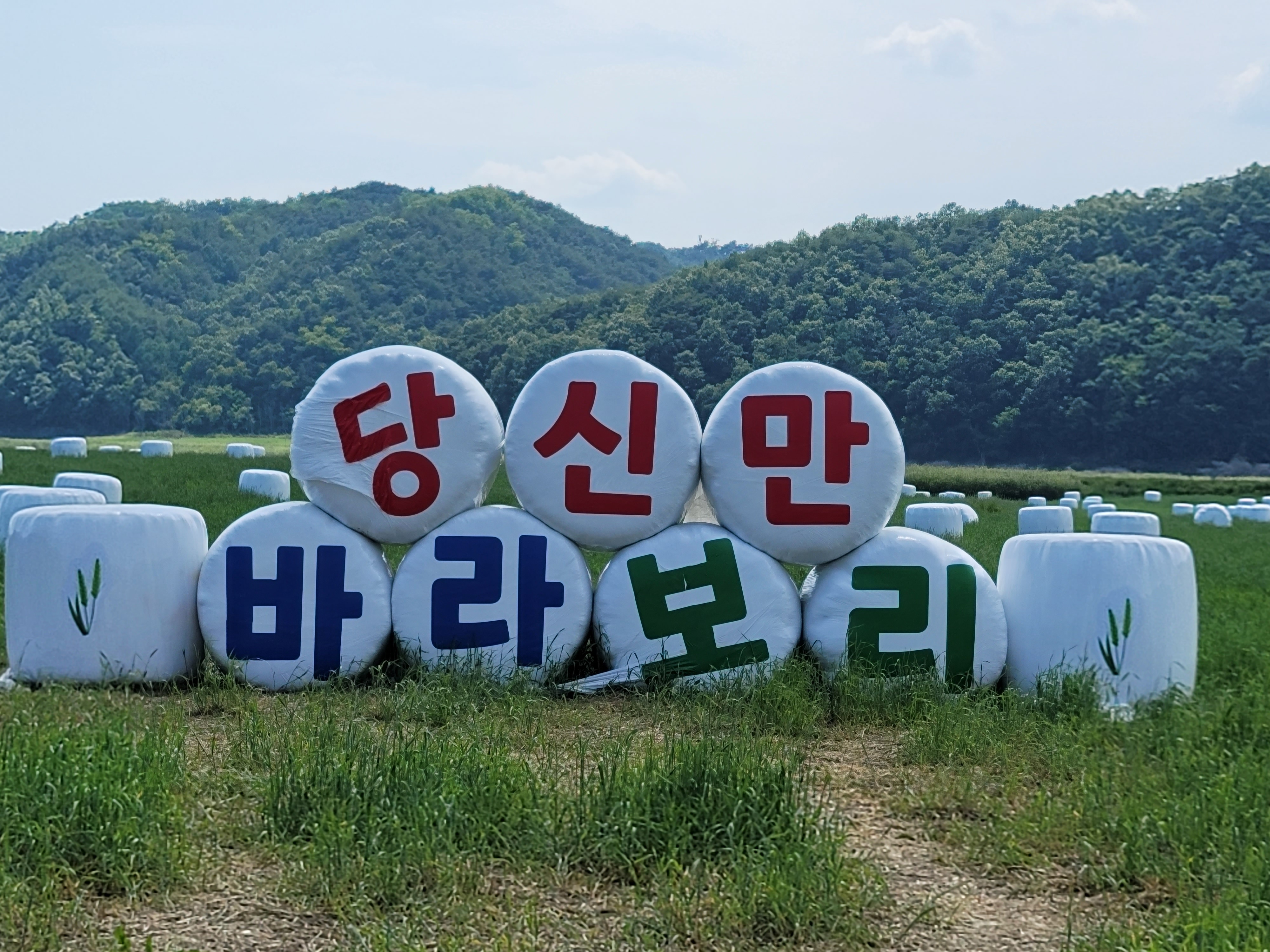안동 청보리밭에서
