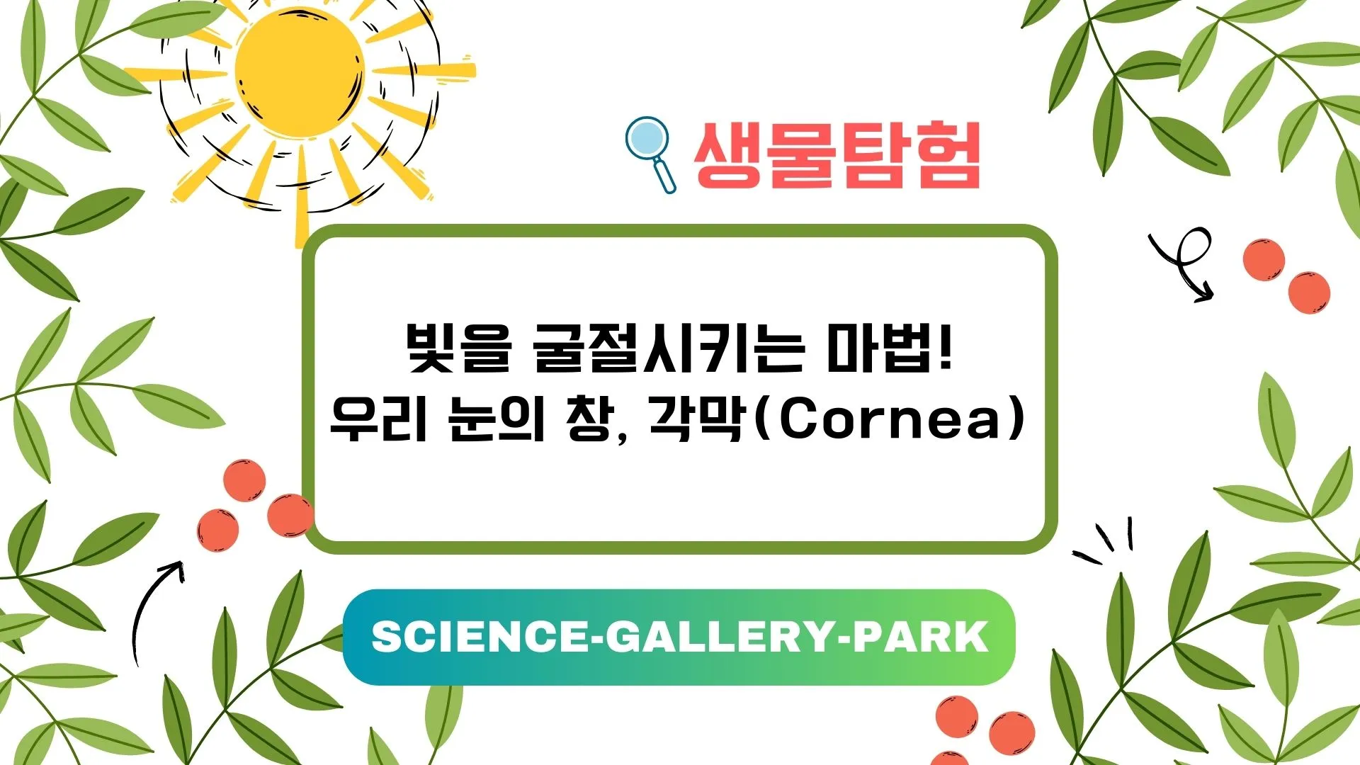 빛을 굴절시키는 마법, 각막(Cornea)에 대해서 설명합니다.