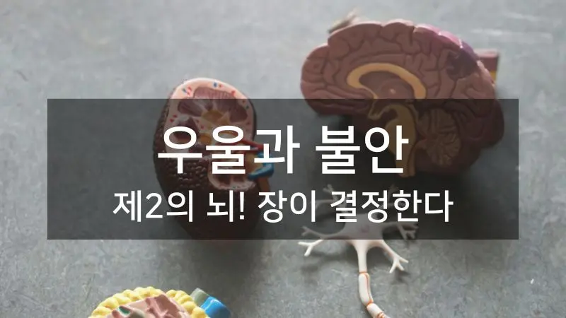 뇌와 장의 양방향 연결 네트워크를 보여주는 신경계 시각화 이미지로 장-뇌 축 소통 경로를 표현한 과학적 일러스트
