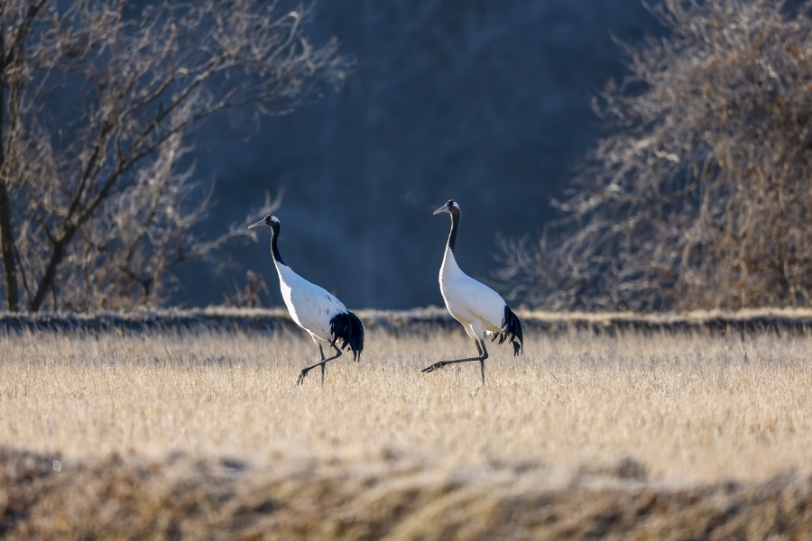 학 Crane