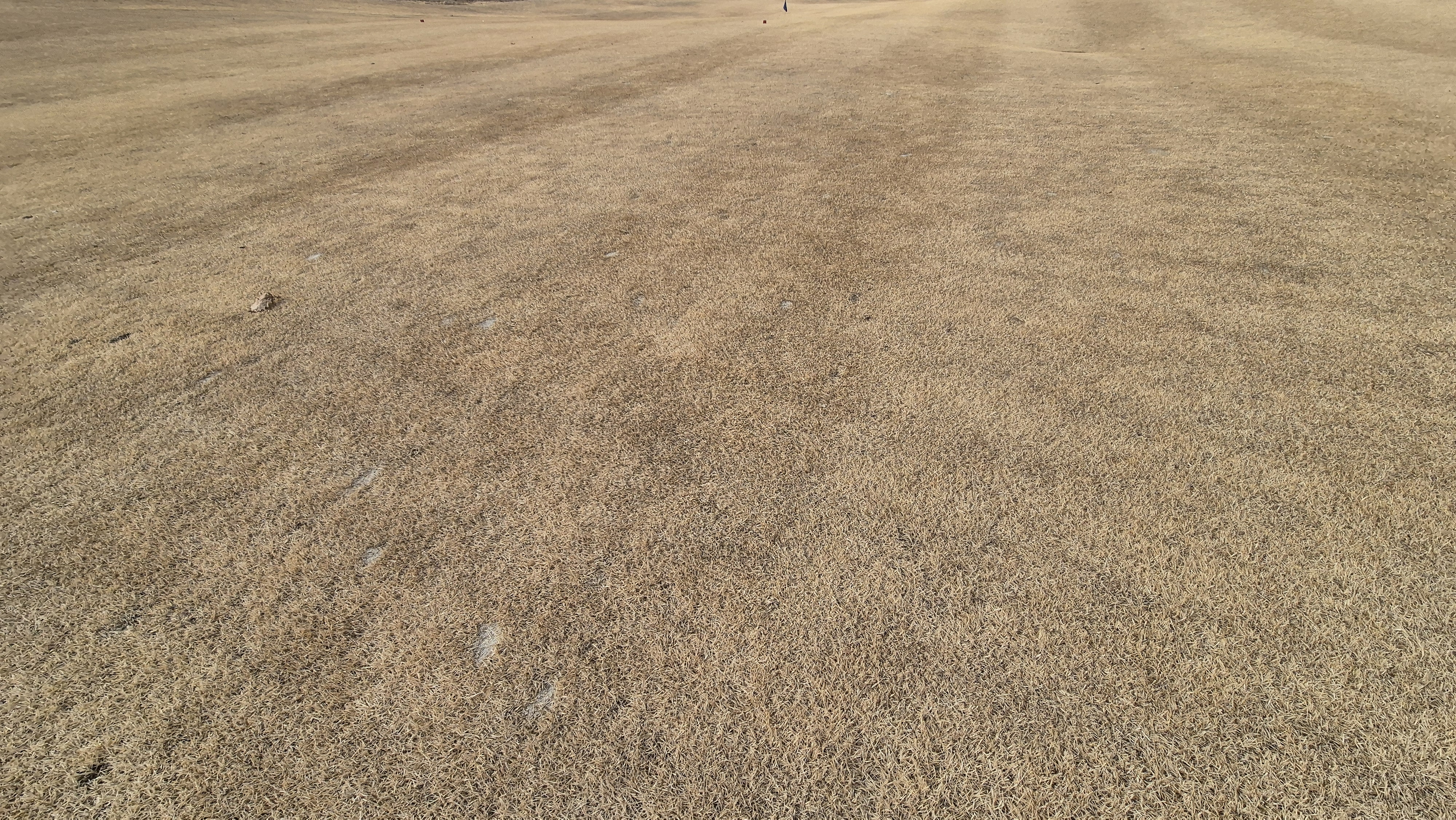 모나크cc 라운드 후기 코스관리상태