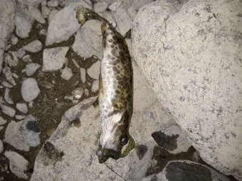 5월 쏘가리 금어기 시작 전국 금지 기간 완벽 정리와 낚시 규정_17