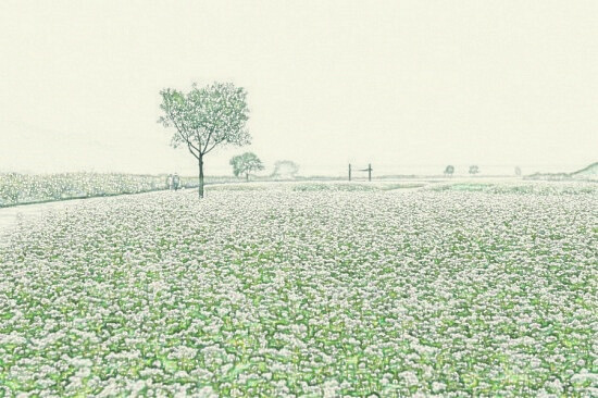 메밀 꽃 핀 풍경