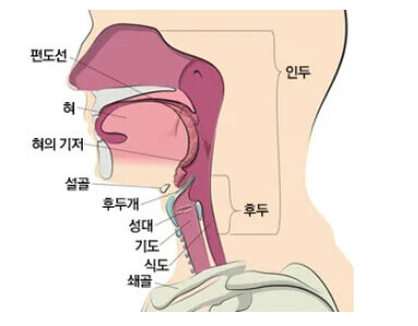 인두 위치