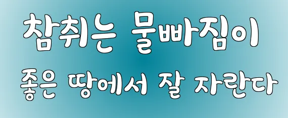  참취는 물빠짐이 좋은 땅에서 잘 자란다