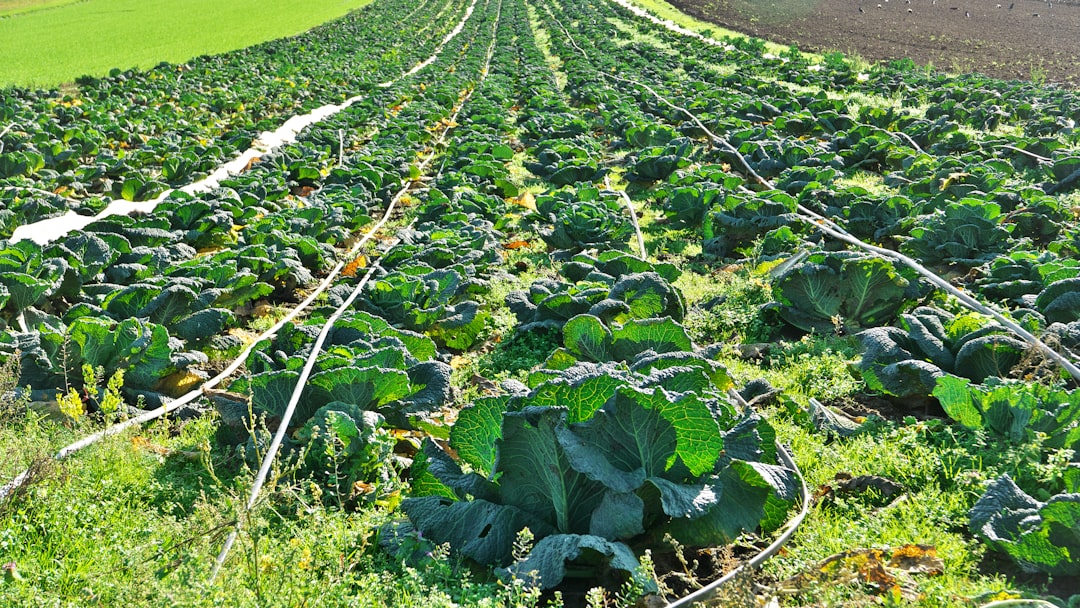 Smart Farm