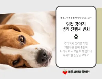 강아지 생리 기간 주의 사항_23