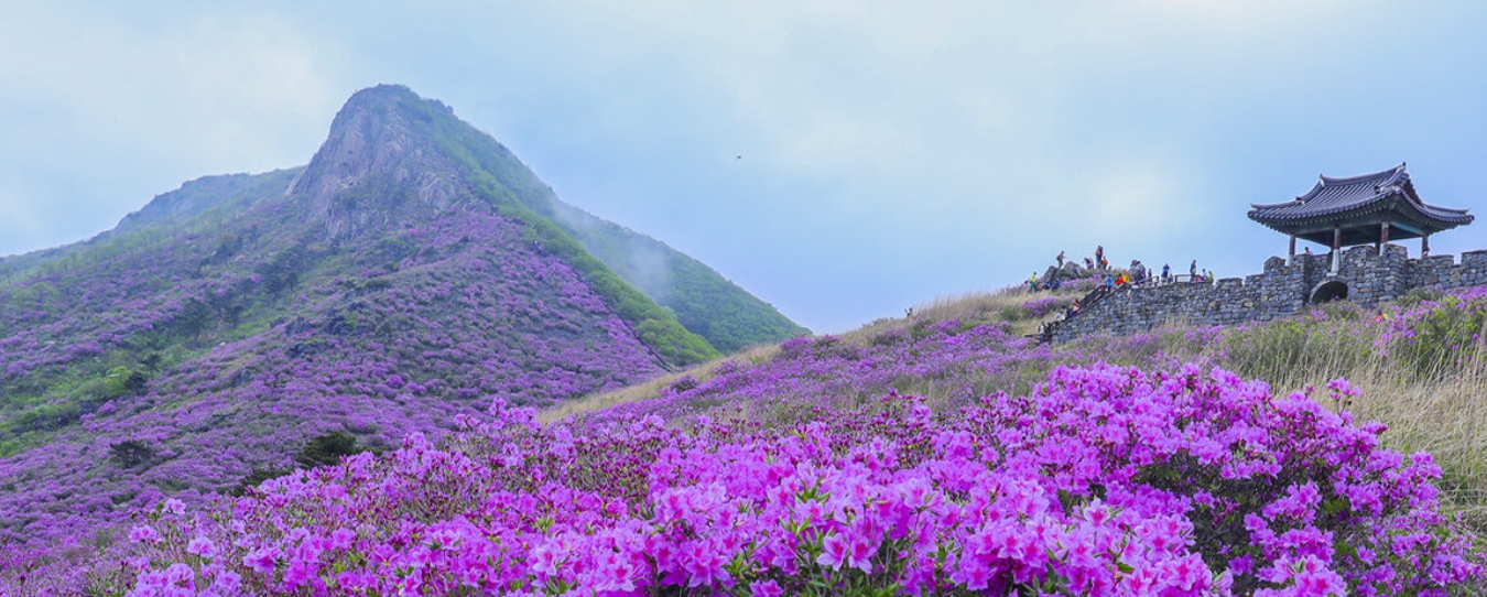 산청황매산 철쭉
