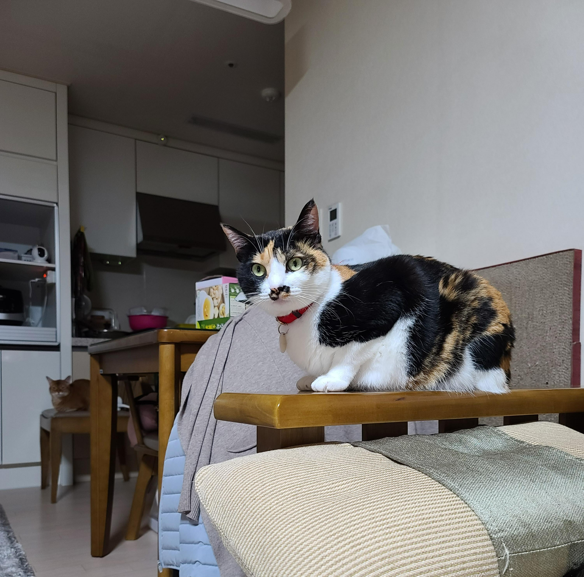 사랑아! 니 이름은 '다다'가 아니고 '사랑이'라고오!!