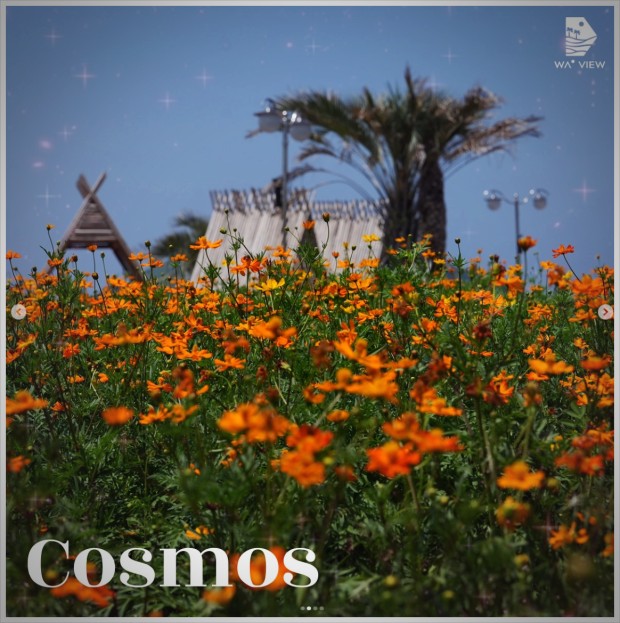 웨이뷰 코스모스 축제