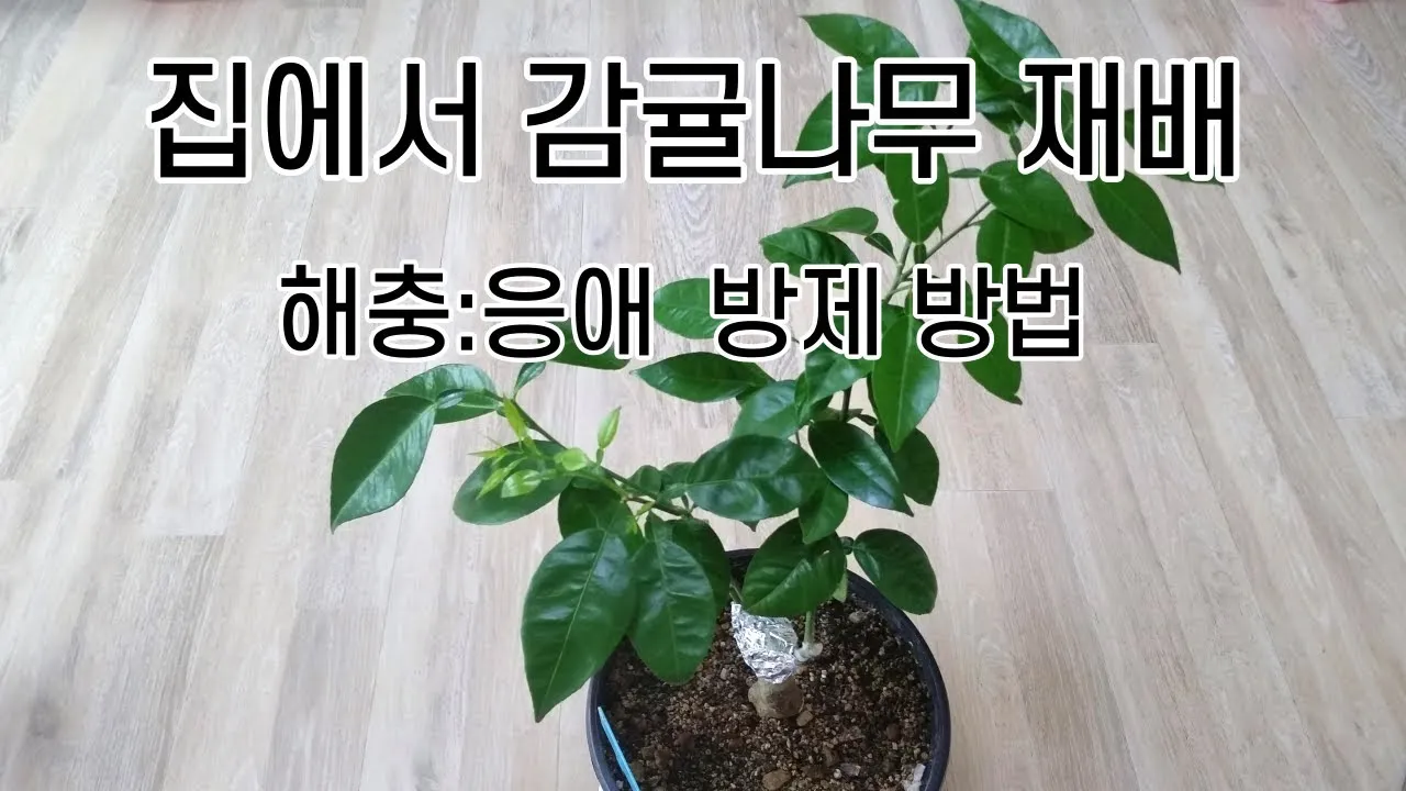 화분 응애 방제 초기발견 잎뒷면확인 샤워식세척 비누물활용 팁_5